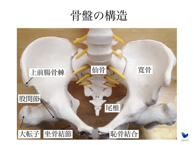 骨盤の歪み・骨盤矯正｜守口市・寝屋川市・門真市｜サンテ鍼灸整骨院