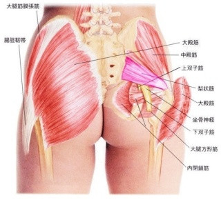 肩や腰のように【骨盤も凝る】のか？｜守口市サンテ鍼灸整骨院